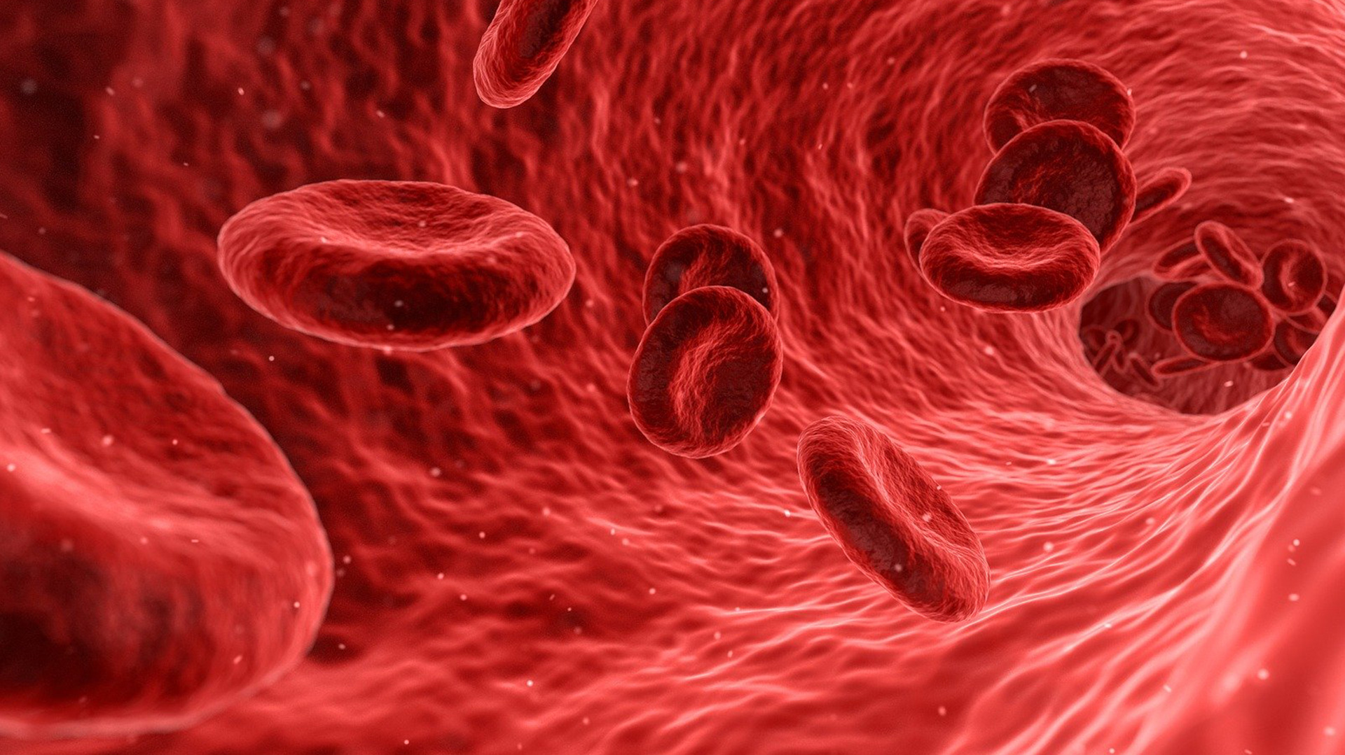 red blood cells in an artery