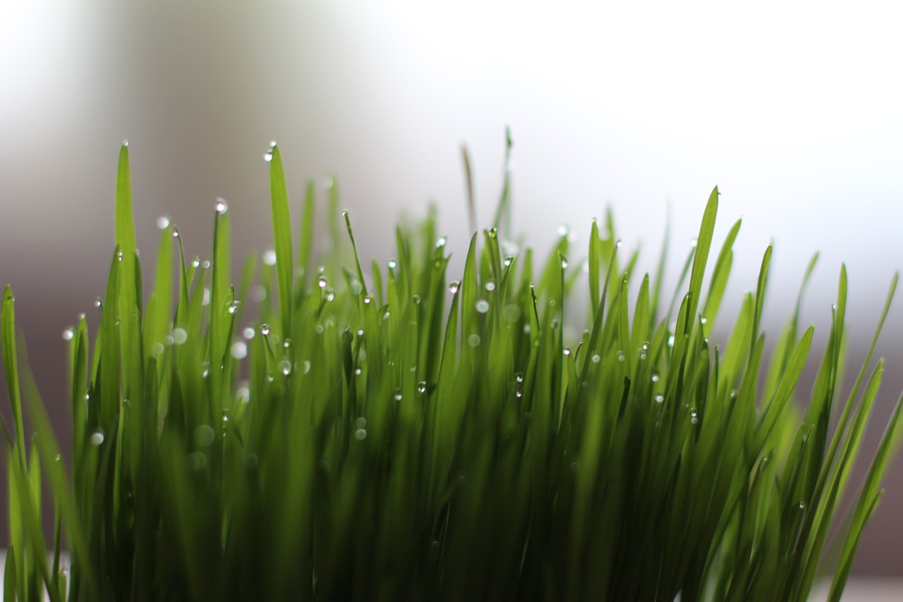 wheat grass with dew on it