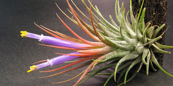 Tillandsia Ionantha - Air Plant with purple flowers