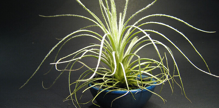 Tillandsia Tectorum - Easiest Houseplant Ever