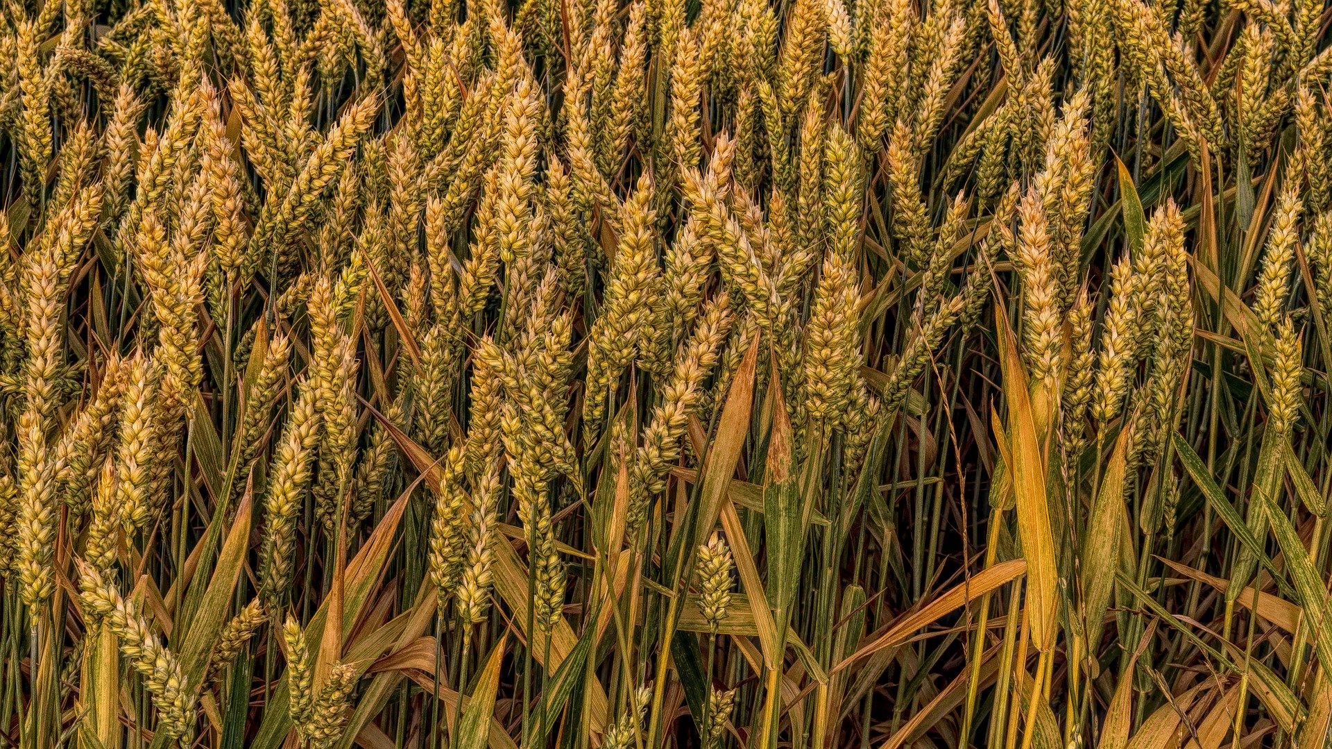 wheat heads in the field