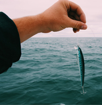 small fish can be used for bait